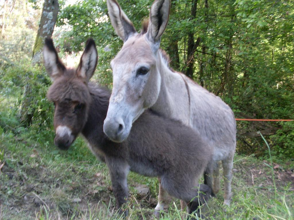 Agriturismo All'isola Che Non C'e' Séjour à la ferme La Spezia